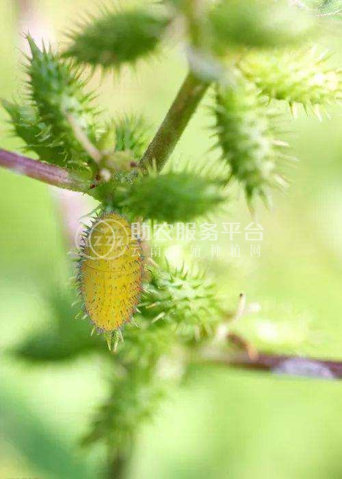 怒江苍耳子种植基地供应5吨图2