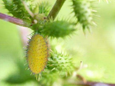 怒江苍耳子种植基地供应5吨图2