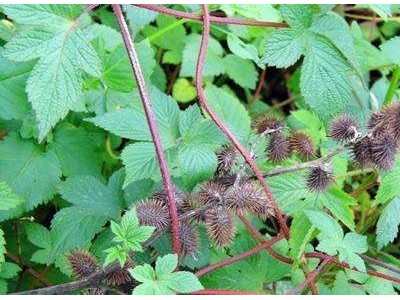 怒江苍耳子种植基地供应5吨图3