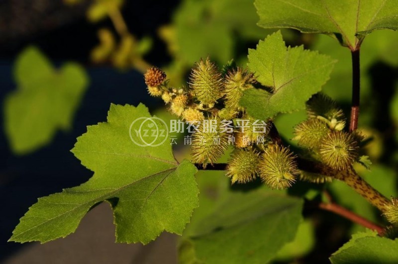 怒江苍耳子种植基地供应5吨图4
