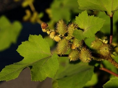 怒江苍耳子种植基地供应5吨图4