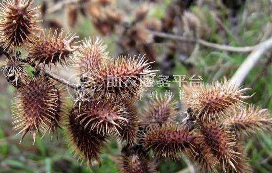 怒江苍耳子种植基地供应5吨图5