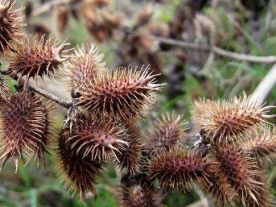 怒江苍耳子种植基地供应5吨图5