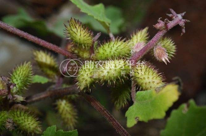 怒江苍耳子种植基地供应5吨图6