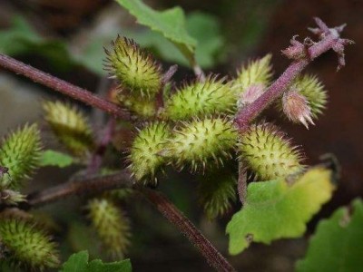 怒江苍耳子种植基地供应5吨图6