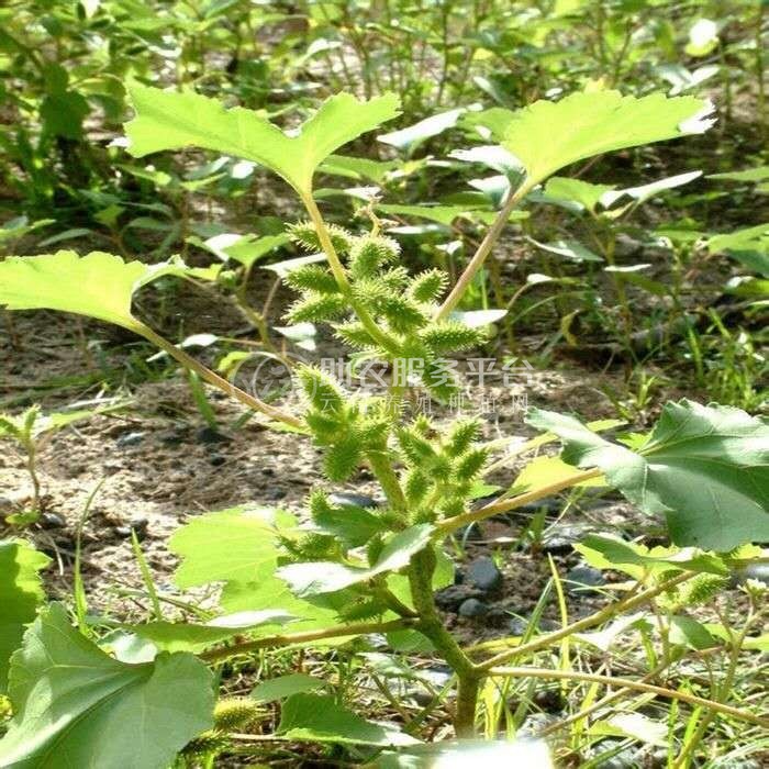 怒江苍耳子种植基地供应5吨图7
