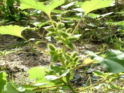 怒江苍耳子种植基地供应5吨图7