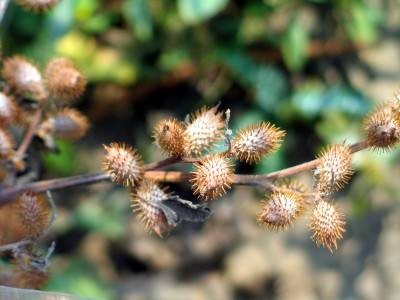 怒江苍耳子种植基地供应5吨图8