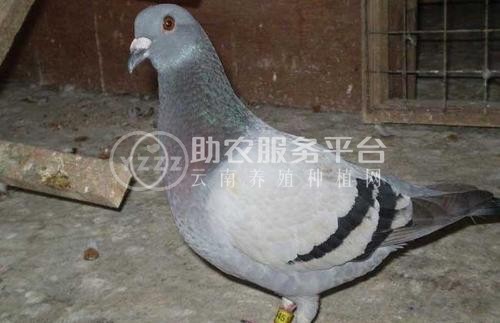 红河信鸽养殖基地供应量30万只图3