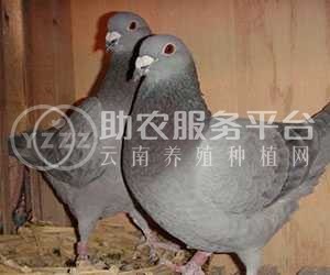 红河信鸽养殖基地供应量30万只图1