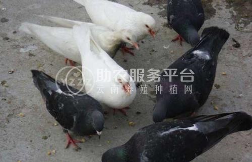 红河信鸽养殖基地供应量30万只图6