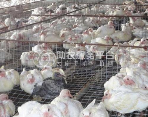 红河信鸽养殖基地供应量30万只图2
