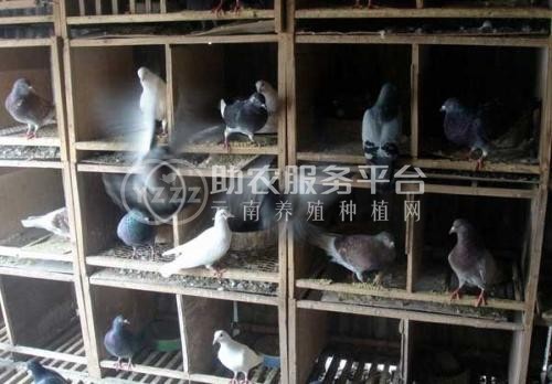 红河信鸽养殖基地供应量30万只图5