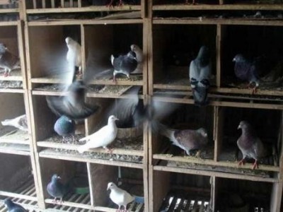 红河信鸽养殖基地供应量30万只图5