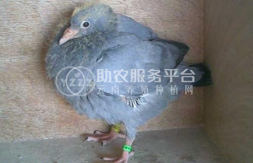 红河信鸽养殖基地供应量30万只图7