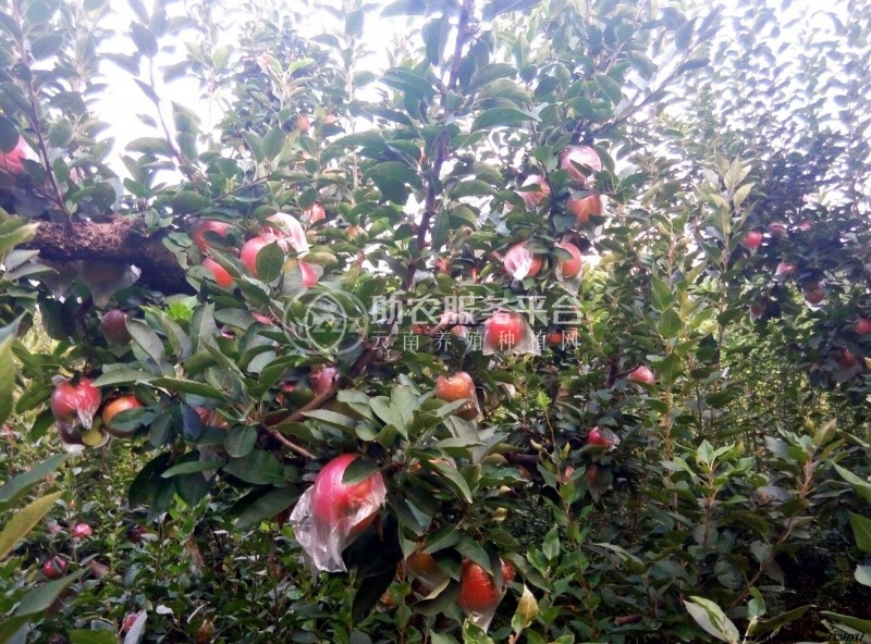 丽江玉龙县鲁甸双红苹果种植基地供应量 20吨图2