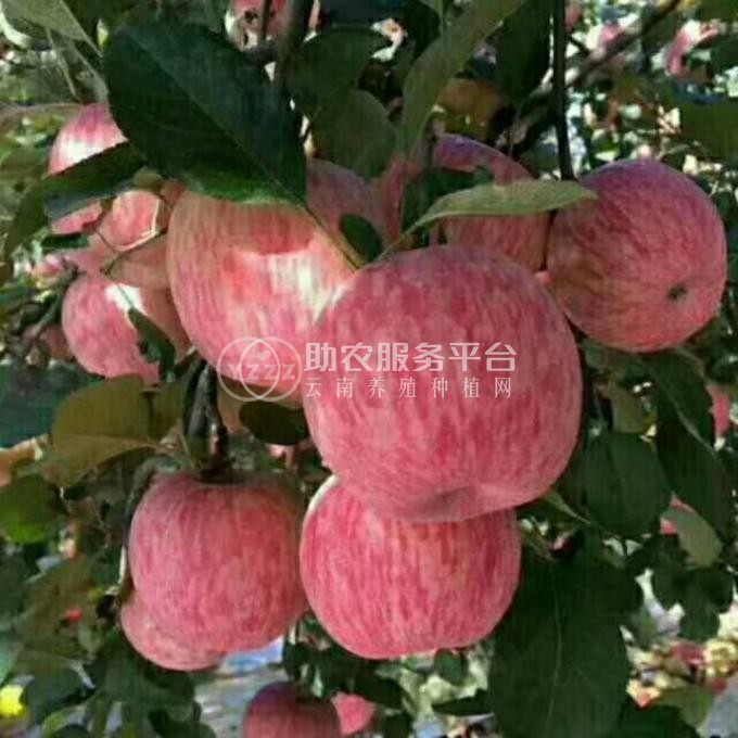 丽江玉龙县鲁甸双红苹果种植基地供应量 20吨图3