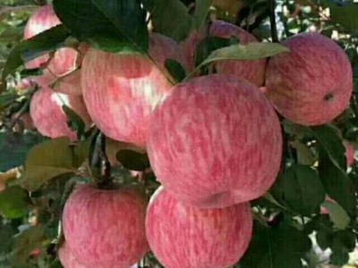 丽江玉龙县鲁甸双红苹果种植基地供应量 20吨图3