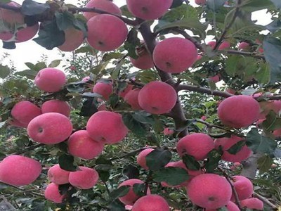 丽江玉龙县鲁甸双红苹果种植基地供应量 20吨图4