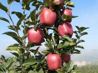 丽江玉龙县鲁甸双红苹果种植基地供应量 20吨图5