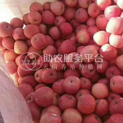 丽江玉龙县鲁甸双红苹果种植基地供应量 20吨图6