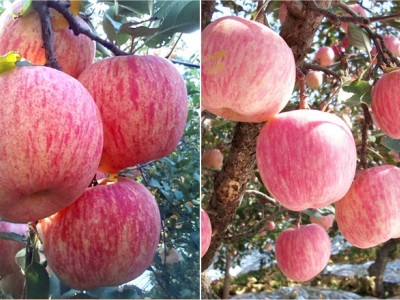 丽江玉龙县鲁甸双红苹果种植基地供应量 20吨图8