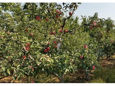 丽江玉龙县鲁甸双红苹果种植基地供应量 20吨图9