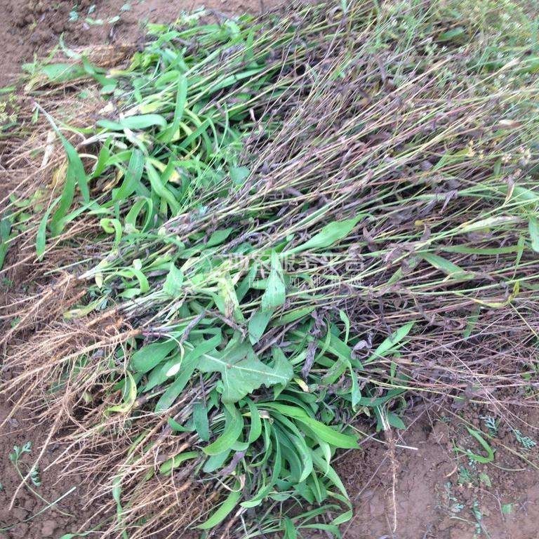 怒江柴胡种植基地供应5吨图1