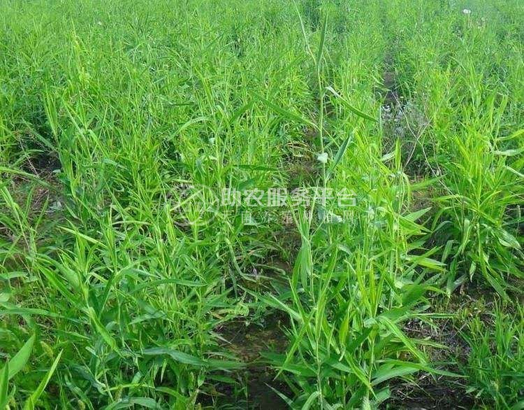 怒江柴胡种植基地供应5吨图2