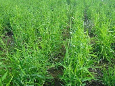 怒江柴胡种植基地供应5吨图2