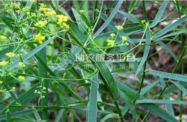 怒江柴胡种植基地供应5吨图3