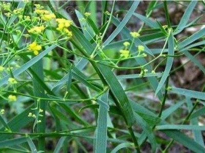怒江柴胡种植基地供应5吨图3