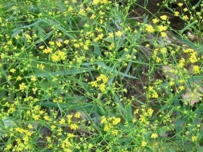 怒江柴胡种植基地供应5吨图4