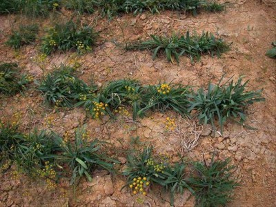 怒江柴胡种植基地供应5吨图5