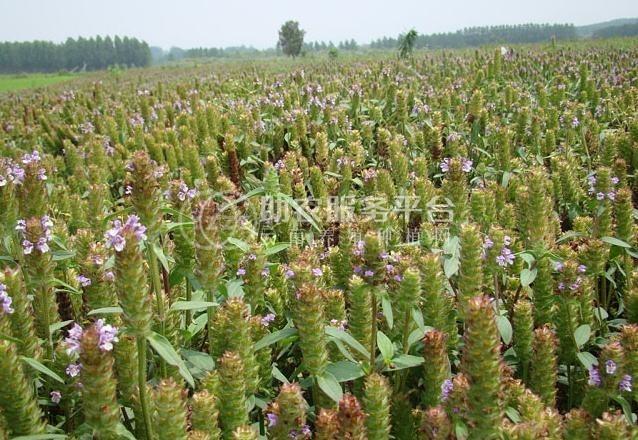 怒江夏枯草种植基地供应10吨图1