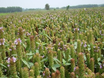 怒江夏枯草种植基地供应10吨