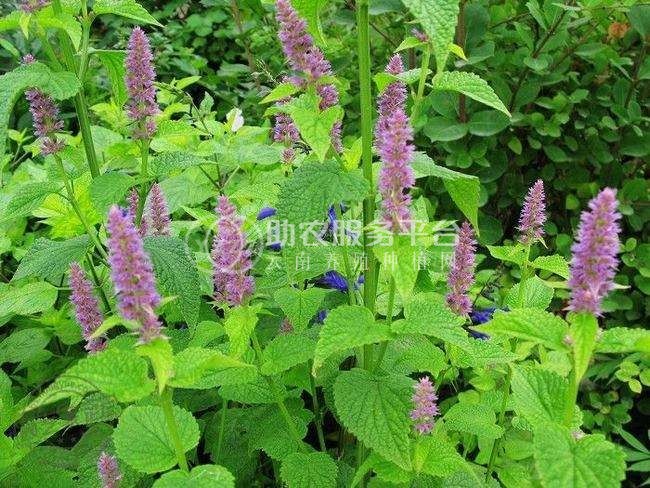 怒江夏枯草种植基地供应10吨图2
