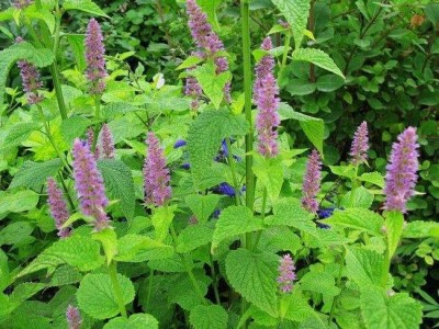 怒江夏枯草种植基地供应10吨图2
