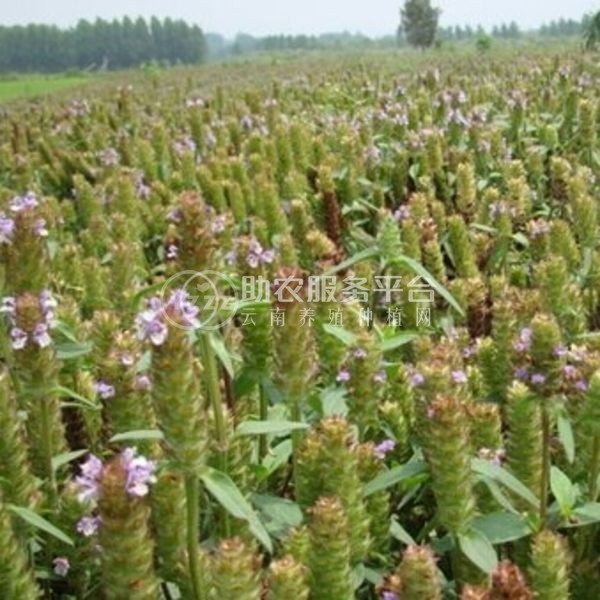 怒江夏枯草种植基地供应10吨图3