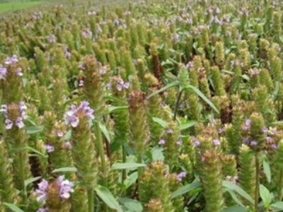 怒江夏枯草种植基地供应10吨图3