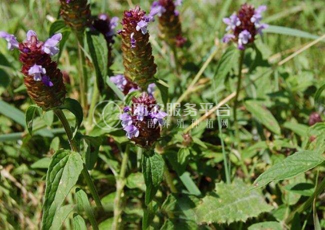 怒江夏枯草种植基地供应10吨图4