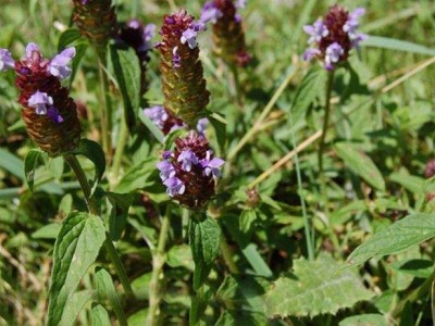 怒江夏枯草种植基地供应10吨图4