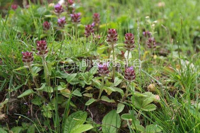 怒江夏枯草种植基地供应10吨图5
