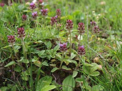 怒江夏枯草种植基地供应10吨图5
