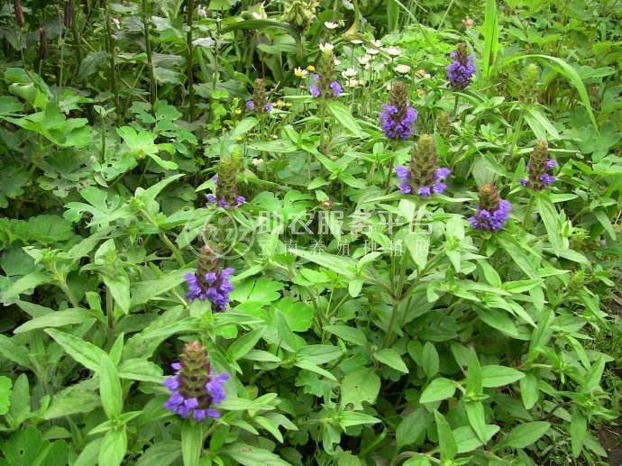 怒江夏枯草种植基地供应10吨图6