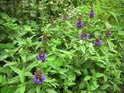 怒江夏枯草种植基地供应10吨图6