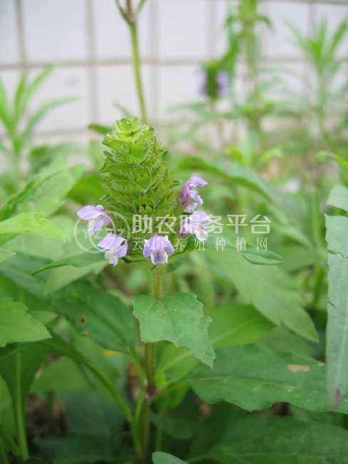 怒江夏枯草种植基地供应10吨图7