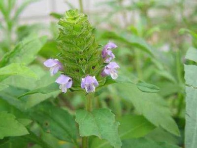 怒江夏枯草种植基地供应10吨图7