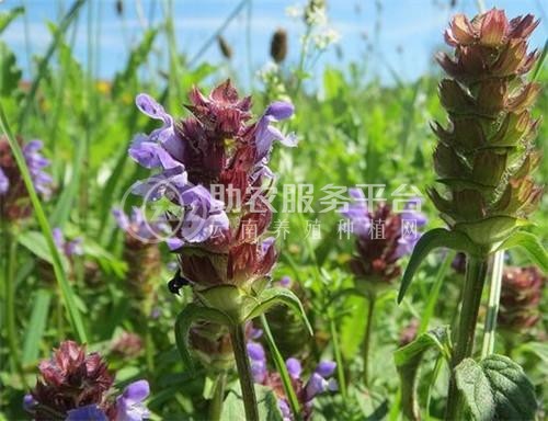 怒江夏枯草种植基地供应10吨图8