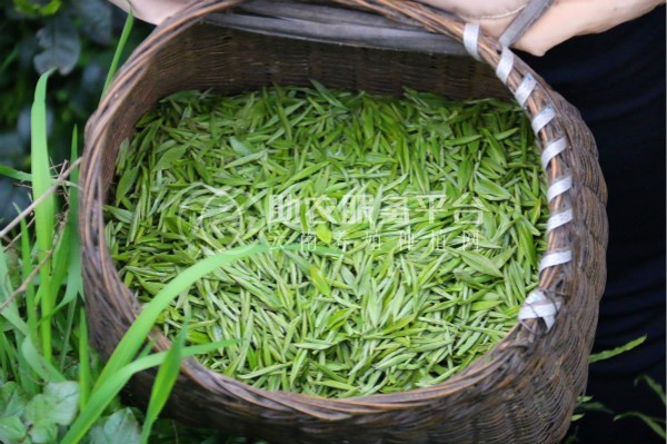 丽江华坪县雪龙春茶业种植基地 供应量 20吨图1